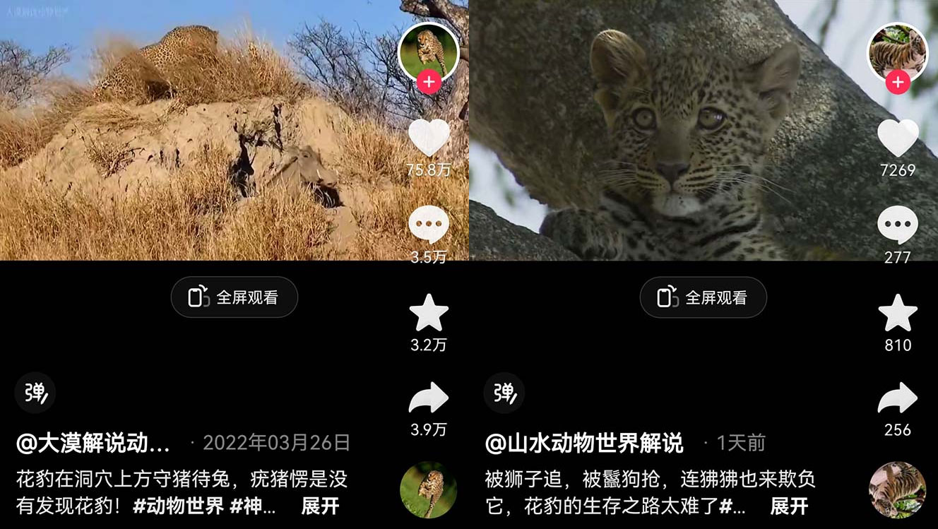 外面卖 1699 的国外纪录片解说：动物、美食、动画片解说，稳过中视频 - 入巷拾玖